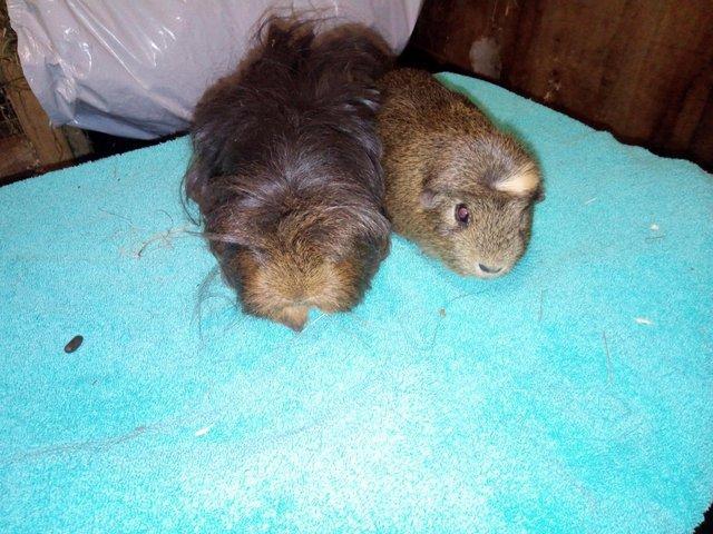 Preview of the first image of One smooth coat and one coronet guinea pigs.