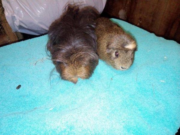 Image 1 of One smooth coat and one coronet guinea pigs