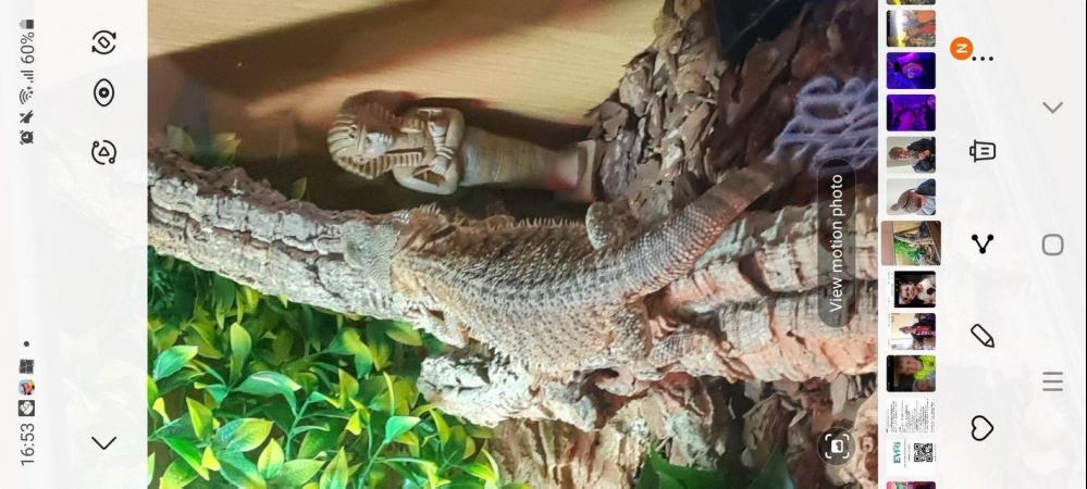 Image 4 of For sale bearded dragon 3yrs old