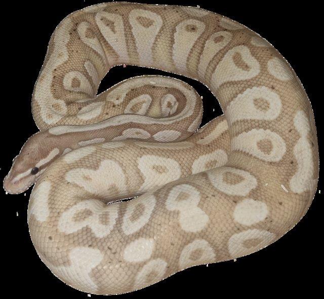 Preview of the first image of Cb20 banana mojave poss fire male.