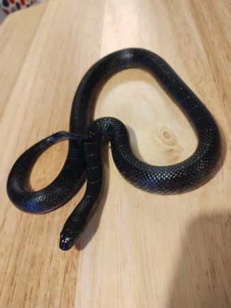 Image 5 of Eastern black king snake