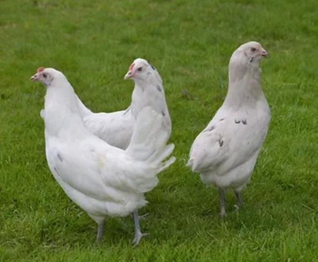 Preview of the first image of Splash Skyline Hybrid Hens (blue egg layers) for sale..