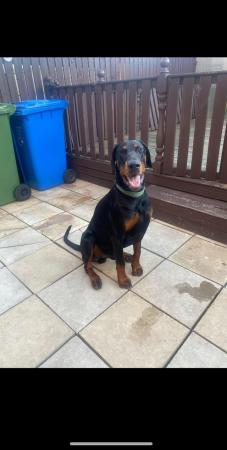 Image 1 of For sale Gorgeous male8month old Dobermann
