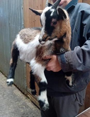Image 1 of Great Starter Pygmy nanny kid available now up to date vaccs