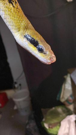 Image 3 of Female Thai Beauty snake 8 ft long