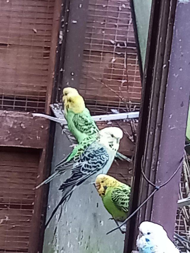 Preview of the first image of Green budgies for sale. Aviary bred.