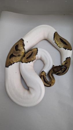 Image 2 of Cb19 female pied royal python