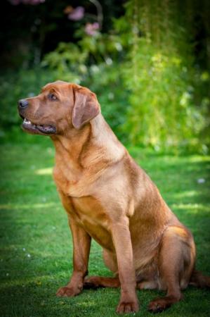 Image 3 of KC Enhanced pedigree, Fox Red Labrador Puppies