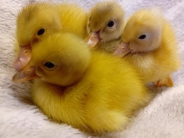 Image 4 of Ducklings & HATCHING EGGS of Indian Runner Ducks for Sale