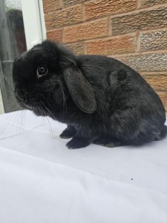 Image 1 of Young adult female mini lop
