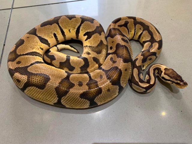 Preview of the first image of SOLD Pastel Adult Male Royal Python.