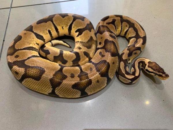 Image 1 of SOLD Pastel Adult Male Royal Python