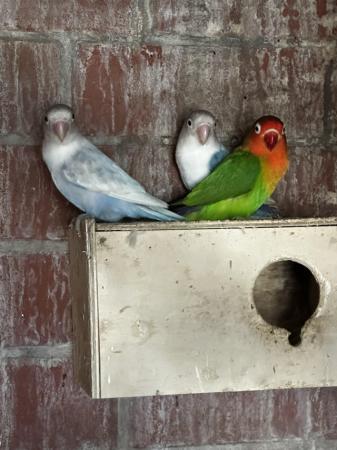 Image 5 of Fisher and peach face Lovebirds for sale