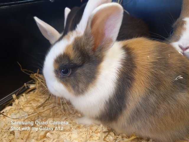 Preview of the first image of Baby Netherland dwarf rabbits females.