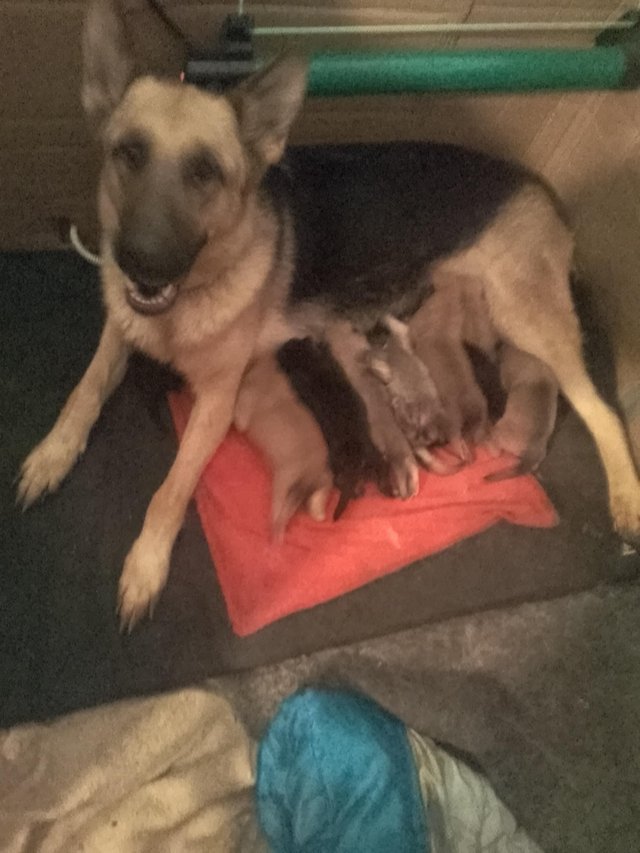 Preview of the first image of German Shepherd puppies 6 weeks old.