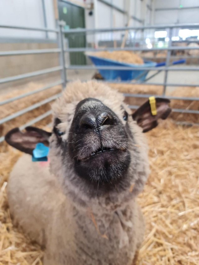 Cynthia, Our Pure Hampshire Down Ewe