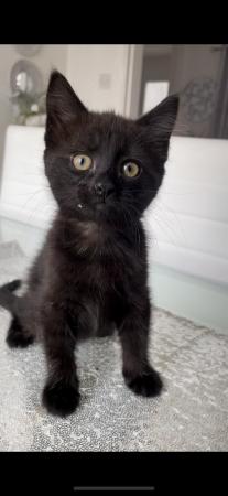 Image 11 of 1 female left , black kittens for sale