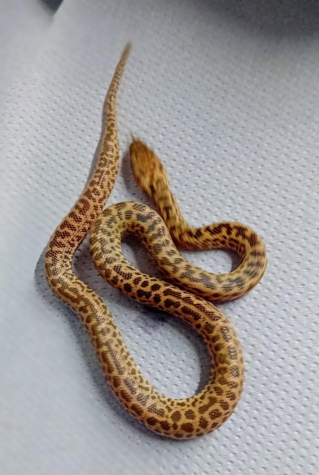Preview of the first image of Spotted Het Granite pythons.