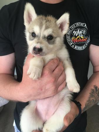 Image 4 of 2 gorgeous female’s left Siberian husky puppies for sale!