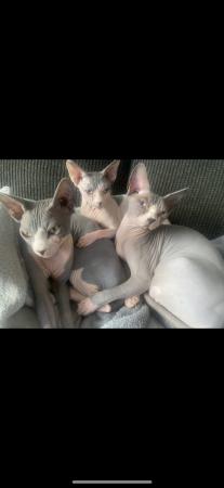 Image 3 of Sphynx Cats Bonded Boys.