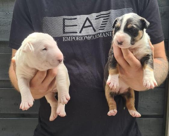 Image 5 of English bull terrier puppies ! Kc Registered