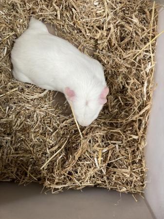 Image 1 of Baby White Male Guinea Pig and 6 Month Male Guinea Pig