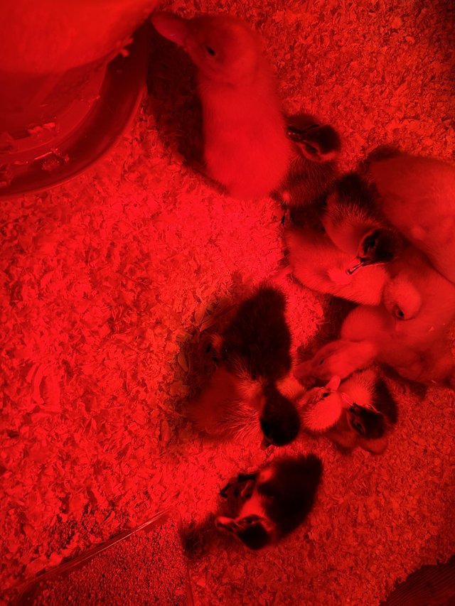 Preview of the first image of Day old ducklings as hatched.
