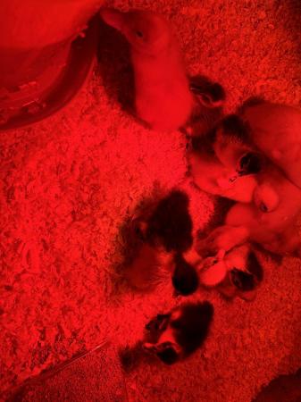Image 1 of Day old ducklings as hatched