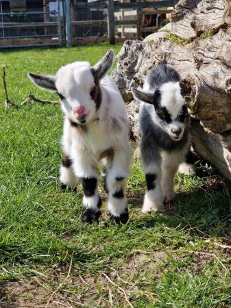 Image 3 of 11 month old Pygmy Goats