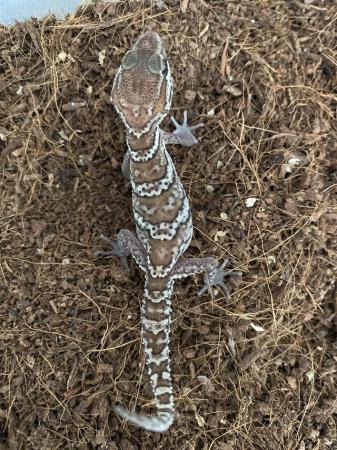 Image 4 of Baby Pictus Geckos for sale