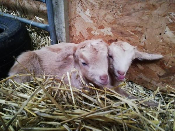 Image 2 of Pedigree registered Golden Guernsey goat FEMALE kid