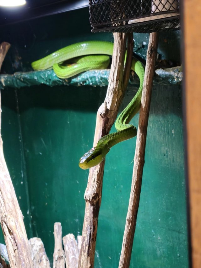 Preview of the first image of Red Tailed Racer snake Gonyosoma oxycephalum.