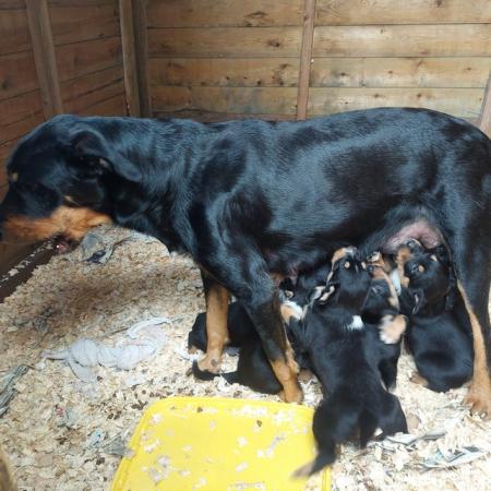 Image 7 of HUNTAWAY X COLLIE Puppies . Ready to go £400 bitches £300 do