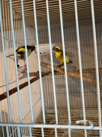Image 2 of Canaries for sale beautiful happy healthy birds