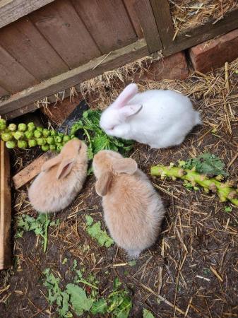 Image 1 of 8 week old french lop Rabbits.