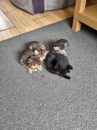 Image 5 of Two female black kittens
