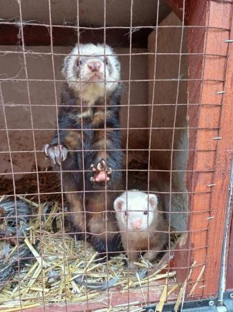 Image 1 of Ferrets , male and female pair