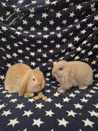 Image 2 of Mini lop baby boys for sale