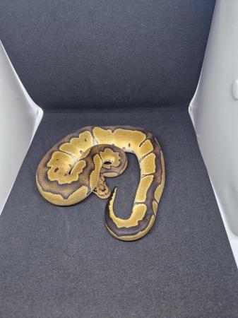 Image 5 of Various ball python available