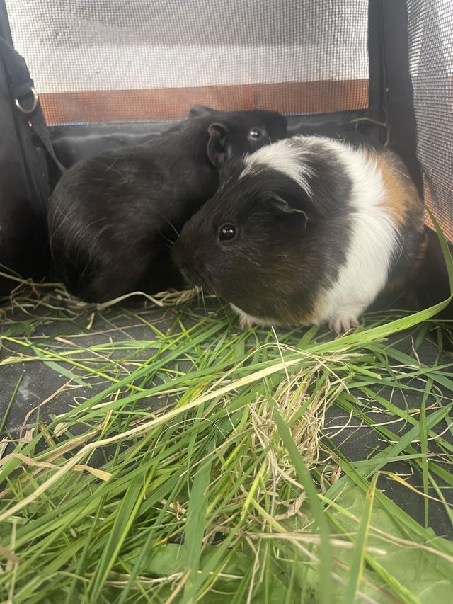 Preview of the first image of 4 month old male gunipigs looking for a new home.