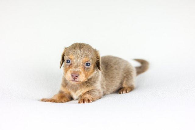 Image 6 of Female Isabella Long haired miniature dachshunds