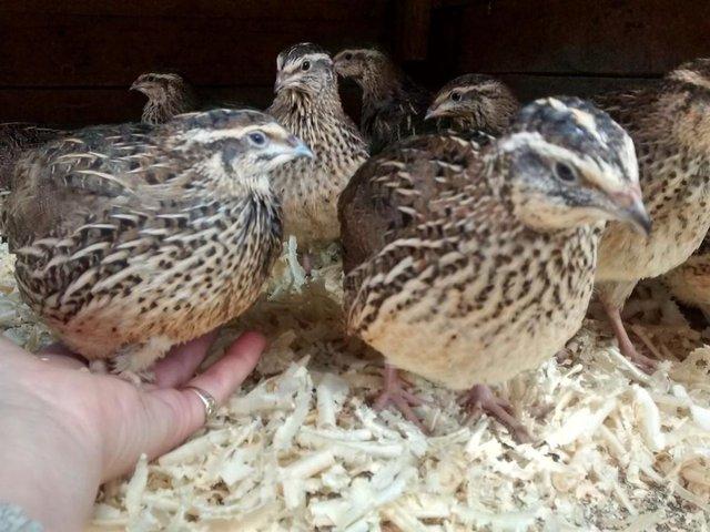 Preview of the first image of Japanese and Italian Quail for sale..
