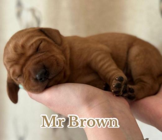 Image 6 of Chunky Dark Fox Red puppies for sale