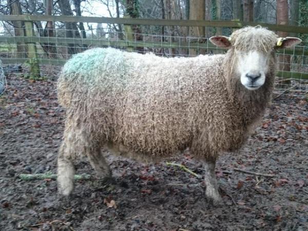 Image 3 of Rare breed pedigree Cotswold sheep