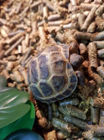 Image 3 of Baby Horsfield Tortoise at animaltastic