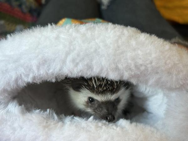Image 4 of African Pygmy hedgehog for sale