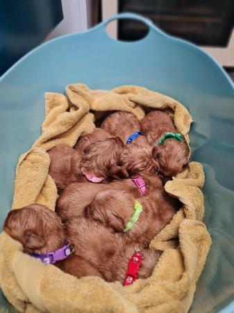 Image 3 of Red Labradoodle puppies