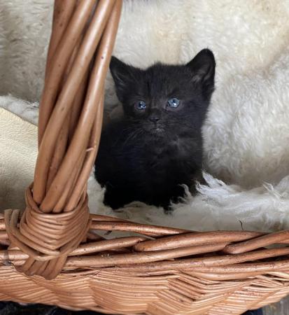 Image 8 of Beautiful Kittens Girls & Boys Black & Smoky Blue