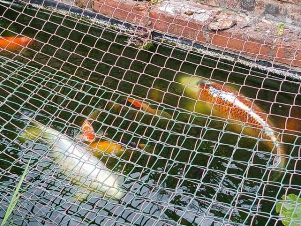 Image 5 of Outdoor pond raised koi and fancy goldfish