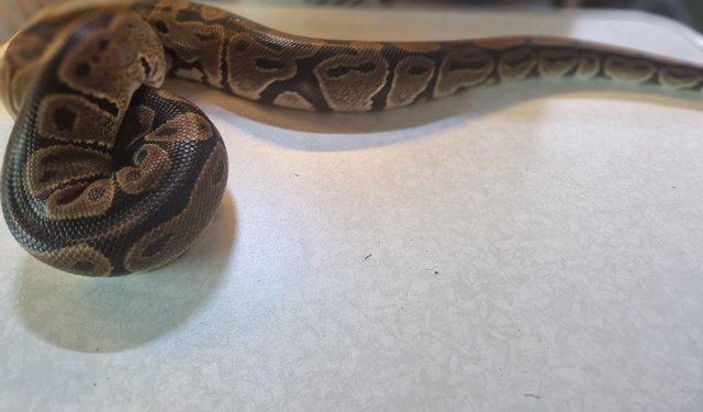 Preview of the first image of For Sale Male Normal ball python.